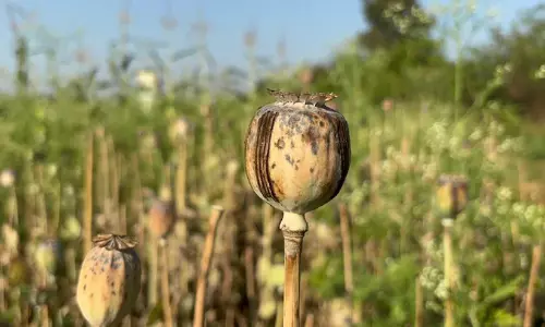 ബി.ജെ.പി നേതാവിന്റെ ഫാംഹൗസിൽ നിയമവിരുദ്ധ കറുപ്പ് കൃഷി; പുറത്താക്കി തടിതപ്പി പാർട്ടി