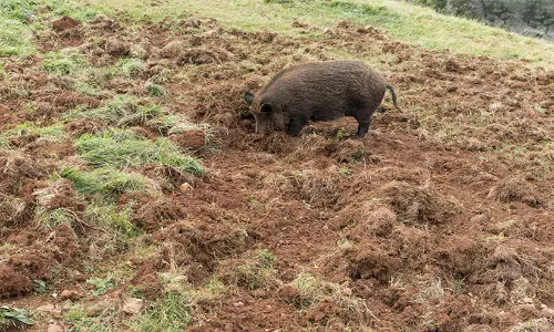 കാ​ർ​ഷി​ക വി​ള​കൾ ന​ശി​പ്പി​ക്ക​ൽ വെ​ടി​വെച്ചി​ട്ട​ത് 1,067 കാ​ട്ടു​പ​ന്നി​ക​ളെ