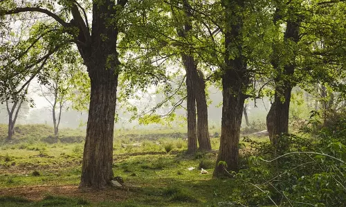 ഈട്ടി മരങ്ങൾ പിടിച്ചെടുത്ത കേസിൽ അഞ്ചു വര്‍ഷമായിട്ടും അന്വേഷണം പൂര്‍ത്തിയായില്ല