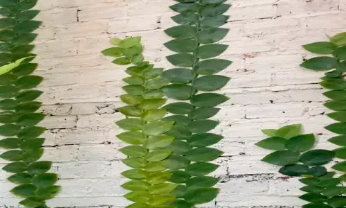 റാഫിഡോഫോറ റാഫിഡോഫോറ