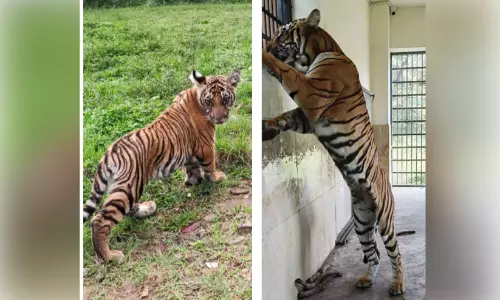 കാടിറങ്ങി നാട്ടിലേക്ക്; പെൺ കടുവയുടെ ‘മംഗള’ യാത്ര വൈകില്ല