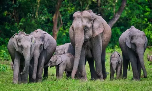 കാ​ട്ടാ​ന​ക്കൂ​ട്ടം വീ​ട് ത​ക​ർ​ത്തു