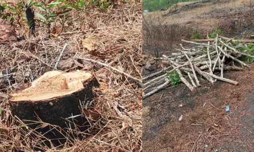 മെ​ഡി​ക്ക​ൽ കോ​ള​ജ്​ പ​രി​സ​ര​ത്ത് മ​രം​മു​റി പ​തി​വ്​, മ​റു​പ​ടി പ​റ​യേ​ണ്ട​ത് ആ​ര്?