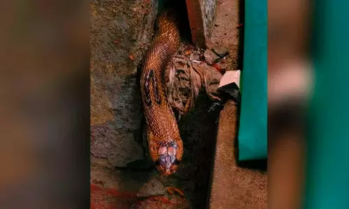 നിലമ്പൂരിൽ അങ്കണവാടിയിൽ മൂർഖൻ പാമ്പ് നിലമ്പൂരിൽ അങ്കണവാടിയിൽ മൂർഖൻ പാമ്പ്