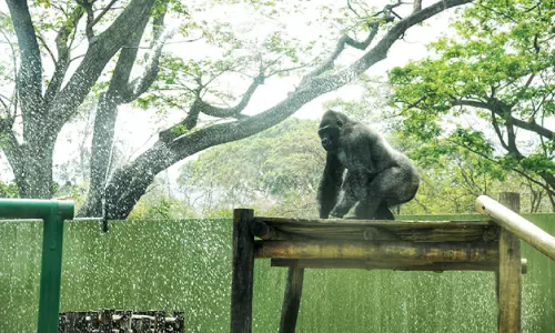 വേനല്‍ ചൂടില്‍ മൃഗങ്ങള്‍ക്ക് തണലേകി മൈസൂർ മൃഗശാല അധികൃതര്‍