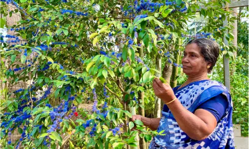 കാ​യാ​മ്പൂ തൊ​ടി​യി​ൽ വി​ട​രും...