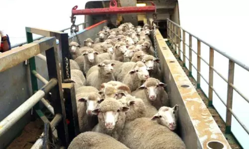 പെരുന്നാൾ വിപണി; രണ്ടര ലക്ഷത്തിലധികം കന്നുകാലികളെ ഇറക്കുമതി ചെയ്തു