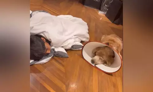 തളർന്നു കിടക്കുന്ന ‘ഫ്ലാഷി’ന് ആശ്വാസമായി റാഹിൽ; ഹൃദയം തൊടുന്ന വിഡിയോ പങ്കുവെച്ച് താരം