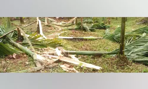 ജനവാസ മേഖലയിൽ കാട്ടാന വീണ്ടും; കൃഷിനാശം വ്യാപകം