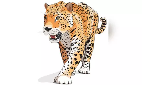 കൈ​ത​മ​ണ്ണ​യി​ൽ റ​ബ​ർ തോ​ട്ട​ത്തി​ൽ പു​ലി​യെ​ത്തി