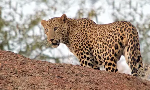 ആക്രമിക്കാൻ ശ്രമിച്ച പുള്ളിപ്പുലിയെ കല്ലുകൊണ്ട് അടിച്ചുകൊന്ന് വിദ്യാർഥി; ധൈര്യത്തെ പ്രശംസിച്ച് വനം വകുപ്പ് ഉദ്യോഗസ്ഥർ