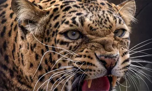 പു​ലി​ഭീ​തി​യി​ൽ പു​ൽ​പ്പ​ള്ളി കാ​രി​മ്പാ​തി​കു​ന്ന്