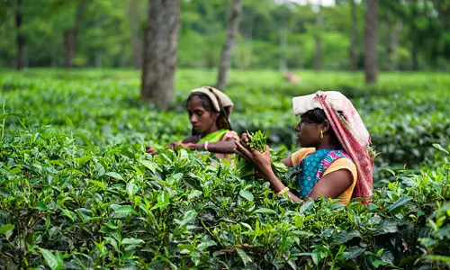 തോട്ടംതൊഴിലാളി കൂലി പുതുക്കൽ; സർക്കാർ തൊഴിലാളികളെ വഞ്ചിച്ചുവെന്ന് ആരോപണം