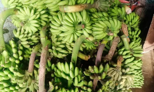 പഴങ്ങൾക്ക് വിലയിടിഞ്ഞു