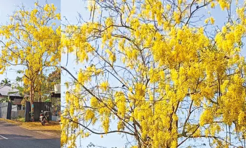 വിഷുവിന്‍റെ വരവറിയിച്ച് നാടെങ്ങും കണിക്കൊന്ന പൂത്തു