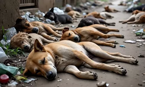 നൂറോളം തെരുവ് നായ്ക്കളെ വിഷം കൊടുത്ത് കൊന്നതായി പരാതി