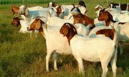 ആടുകളെ ഇറക്കുമതി ചെയ്യും