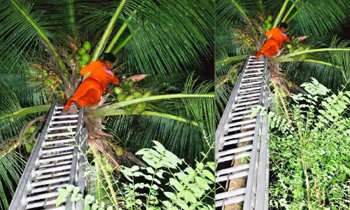 തെ​ങ്ങി​ൻ മു​ക​ളി​ൽ കു​ടു​ങ്ങി​യ പ​ക്ഷി​യെ ത​ന്ത്ര​പൂ​ർ​വം​പി​ടി​കൂ​ടി; പക്ഷിക്ക് വില 10,000