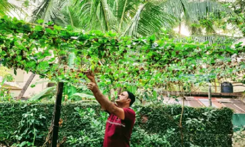 റ​ഹ്മാ​ന്റെ ടെ​റ​സി​ൽ പ​ച്ച​ക്ക​റി കൃ​ഷി​യി​ൽ നൂ​റു​മേ​നി