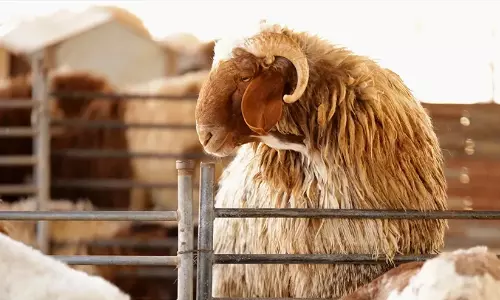 പെരുന്നാൾ അവധി: അറവുശാലകൾക്ക്​ ദുബൈയിൽ പുതിയ സമയക്രമം