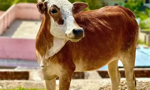 കണ്ണവത്ത് ബോംബ് പൊട്ടിത്തെറിച്ച്   പശുവിന് ഗുരുതര പരിക്ക്