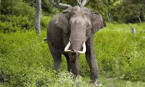 അമരമ്പലത്ത് കർഷകത്തൊഴിലാളിക്ക് നേരെ കാട്ടാനയാക്രമണം