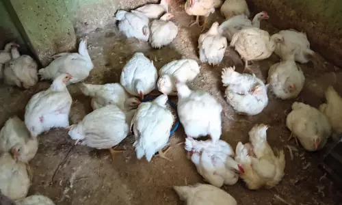 കോഴിയിറച്ചി വില കുതിക്കുന്നു; പെരുന്നാൾ വിപണി ലക്ഷ്യം