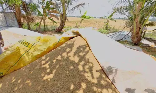 കൊയ്ത നെല്ലെടുക്കുന്നത് മില്ലുകാര് വൈകിക്കുന്നു, കർഷകർ ആശങ്കയിൽ കൊയ്ത നെല്ലെടുക്കുന്നത് മില്ലുകാര് വൈകിക്കുന്നു, കർഷകർ ആശങ്കയിൽ