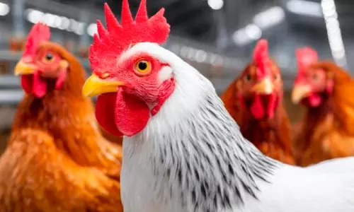 പക്ഷിപ്പനി; രോഗം പടരാതിരിക്കാൻ അതീവ ജാഗ്രത, പക്ഷികളെ ഉടൻ കൊന്നൊടുക്കും പക്ഷിപ്പനി; രോഗം പടരാതിരിക്കാൻ അതീവ ജാഗ്രത, പക്ഷികളെ ഉടൻ കൊന്നൊടുക്കും