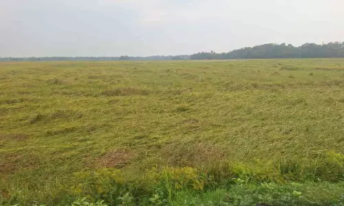 വേനൽ മഴയിൽ നാലുതോട് പാടശേഖരത്തിൽ എൺപത് ഏക്കറിലെ കൃഷി നശിച്ചു വേനൽ മഴയിൽ നാലുതോട് പാടശേഖരത്തിൽ എൺപത് ഏക്കറിലെ കൃഷി നശിച്ചു