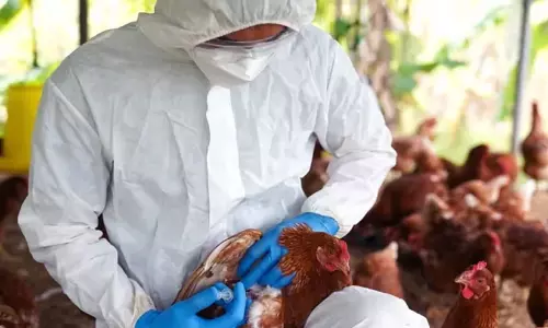 കോഴിക്കോട് പക്ഷിപ്പനി: കള്ളിങ് പ്രവർത്തനം തുടങ്ങി കോഴിക്കോട് പക്ഷിപ്പനി: കള്ളിങ് പ്രവർത്തനം തുടങ്ങി