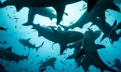 ബഹാമാസിലെ സ്രാവുകളുടെ രക്തത്തിൽ ലഹരിമരുന്നുകളുടെ സാന്നിധ്യമെന്ന് ഗവേഷകർ