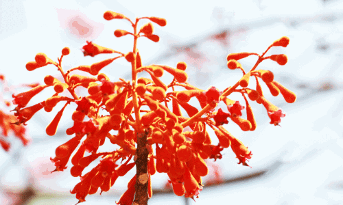 കിളിതീനിപ്പൂവ്