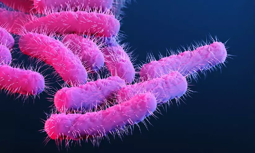 കരുതിയിരിക്കാം ഷിഗെല്ലയെ; പടരാതിരിക്കാൻ പാലിക്കാം ചില മുൻകരുതലുകൾ... കരുതിയിരിക്കാം ഷിഗെല്ലയെ; പടരാതിരിക്കാൻ പാലിക്കാം ചില മുൻകരുതലുകൾ...