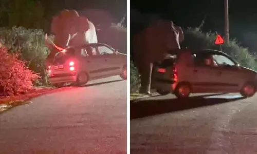 കൊമ്പുകൊണ്ട് കാറിന്റെ ചില്ല് പൊട്ടിച്ചു, വാഹനം പിടിച്ചുലച്ചു; മൂന്നാറിൽ പടയപ്പയുടെ പരാക്രമം, ഭീതിയുടെ മുൾമുനയിൽ യാത്രക്കാർ