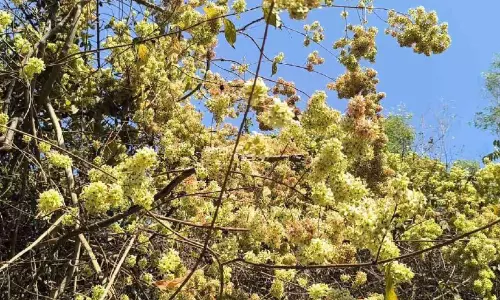 ഇന്ന് കാർത്തിക: വടക്കിന്റെ വസന്തോത്സവ നാളുകൾ