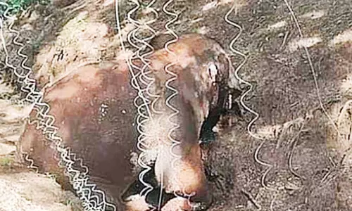 വൈദ്യുത വേലിയിൽനിന്ന് ഷോക്കേറ്റ് കാട്ടാന ചരിഞ്ഞു