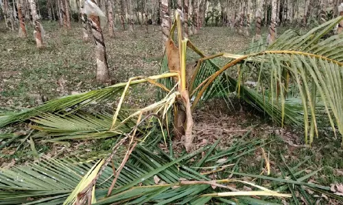 വനംവകുപ്പ് ദൗത്യം പരാജയം; മുട്ടിക്കൊമ്പനെ കണ്ടെത്താനായില്ല