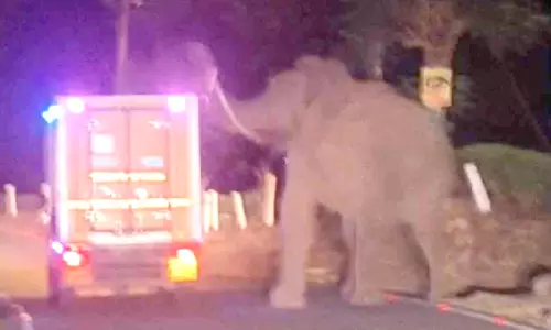 മൂന്നാറിൽ പടയപ്പയുടെ വിളയാട്ടം; നിരവധി വാഹനങ്ങൾ തകർത്തു