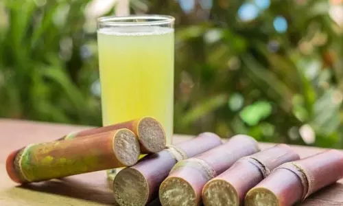 Sugarcane