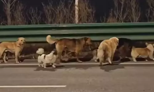 കശാപ്പുശാലയിൽ നിന്ന് രക്ഷപ്പെട്ട് കിലോമീറ്ററുകൾ താണ്ടി വീട്ടിലെത്തി ഡോഗ്സ് ഗാങ്; അത്ഭുതമായി ഏഴ് വളർത്തുനായ്ക്കൾ
