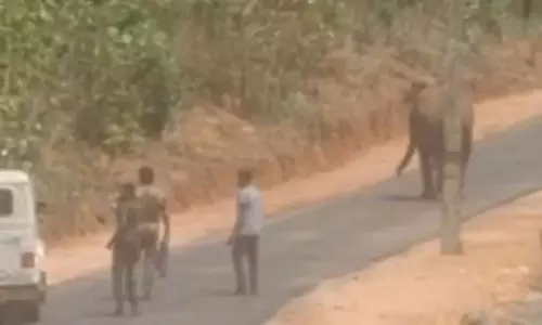 ആറളത്ത് ജനവാസമേഖലയിൽ പകലും കാട്ടാന