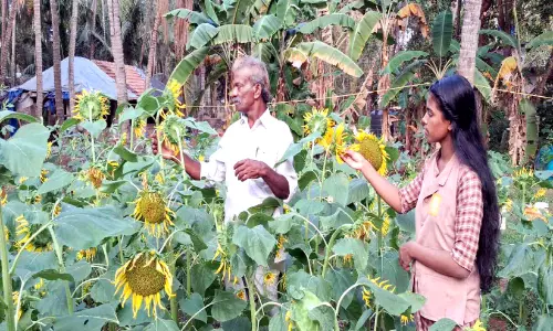 കണ്ണിന് കുളിരേകി ശശിയുടെ സൂര്യകാന്തിപ്പൂക്കൾ