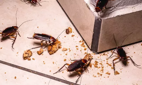 ‘ന്യൂ ഫിയർ അൺലോക്ക്ഡ്’; ഇന്ത്യൻ ശാസ്ത്രജ്ഞർ പുതിയയിനം പാറ്റയെ കണ്ടെത്തി, രസകരമായ പ്രതികരണങ്ങൾ നിറഞ്ഞ് സമൂഹമാധ്യമങ്ങൾ