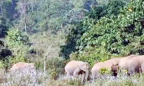 വനത്തിൽ തീറ്റയും വെള്ളവുമില്ല; വന്യമൃഗങ്ങൾ ജനവാസകേന്ദ്രങ്ങളിലേക്ക്... വനത്തിൽ തീറ്റയും വെള്ളവുമില്ല; വന്യമൃഗങ്ങൾ ജനവാസകേന്ദ്രങ്ങളിലേക്ക്...