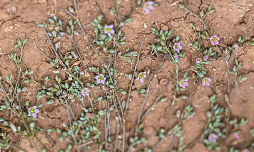 മ​രു​ഭൂ​മി​യി​ലെ അ​പൂ​ർ​വ കാ​ഴ്ച​യാ​യി ‘തേ​ളി​െൻറ വാ​ൽ’