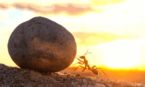 ജയില്പ്പുള്ളി ജയില്പ്പുള്ളി