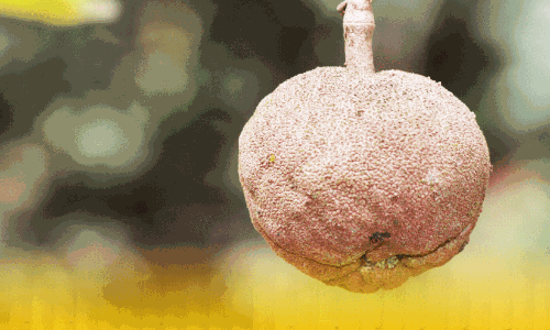 മരോട്ടി