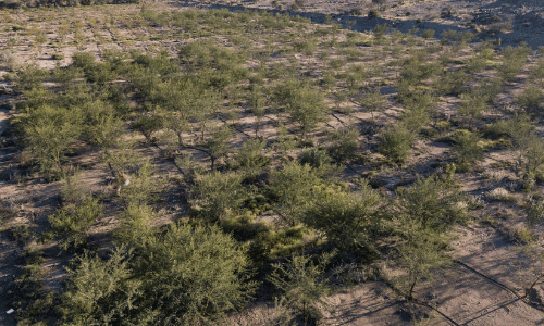 പരിസ്ഥിതി സംരക്ഷണത്തിൽ സൗദിക്ക് ഐക്യരാഷ്​ട്രസഭയുടെ ആദരം