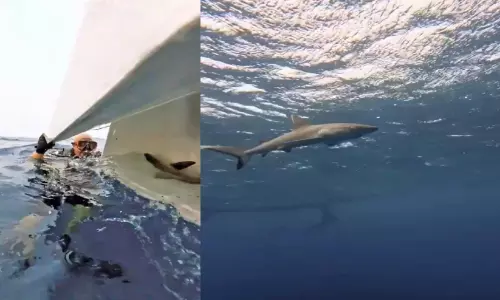 ജി​ദ്ദ​യി​ൽ ബോ​ട്ട് ജെ​ട്ടി​യി​ൽ കു​ടു​ങ്ങി​യ സ്രാ​വി​നെ ര​ക്ഷ​പ്പെ​ടു​ത്തി